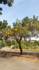 Tabebuia