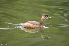 Tachybaptus ruficollis poggei