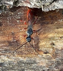 Aplomerus