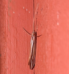 Psychoglypha bella