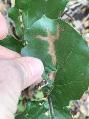 Phytophthora ramorum