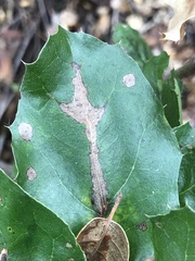 Phytophthora ramorum