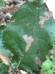 Phytophthora ramorum