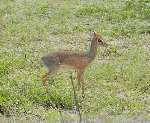 Thomas's Dik-dik
