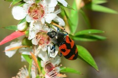 Castiarina delectabilis