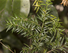 Saxegothaea conspicua