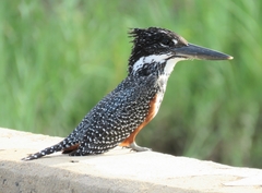 Megaceryle maxima maxima