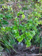 Gaultheria phillyreifolia