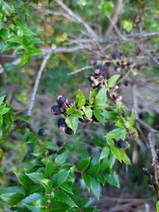 Gaultheria phillyreifolia