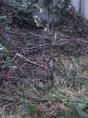 Sylvilagus floridanus