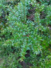 Gaultheria phillyreifolia