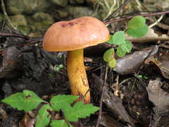 Boletus fairchildianus