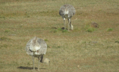 Rhea pennata