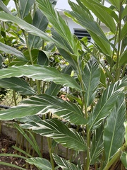 Alpinia vittata