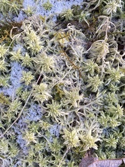 Sphagnum squarrosum