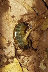 Arcitalitrus sylvaticus