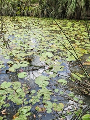 Nymphoides indica
