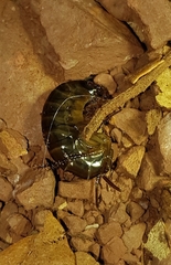 Arcitalitrus sylvaticus
