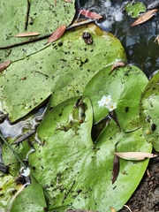 Nymphoides indica