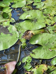 Nymphoides indica