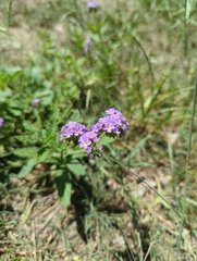 Heliotropium amplexicaule