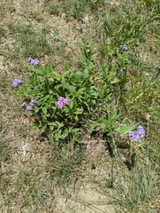 Heliotropium amplexicaule