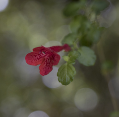 Asteranthera ovata