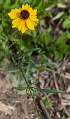 Coreopsis basalis