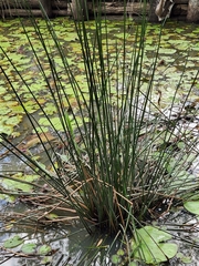 Juncus usitatus