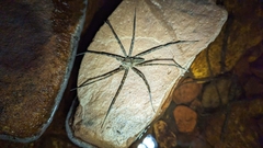 Megadolomedes