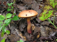 Boletus fairchildianus