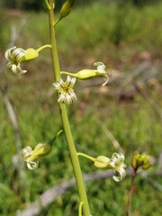 Caulanthus heterophyllus