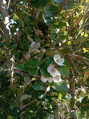 Eucryphia cordifolia