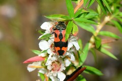 Castiarina delectabilis