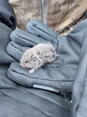 Sagebrush Vole photo 4