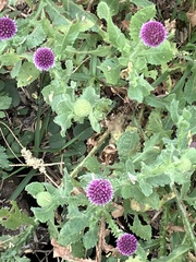 Sphaeranthus indicus