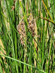 Machaerina articulata