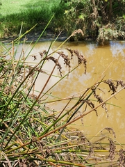 Machaerina articulata