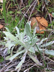 Pseudognaphalium beneolens