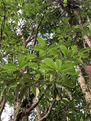 Eugenia brasiliensis