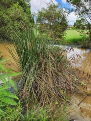 Machaerina articulata