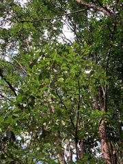 Eugenia brasiliensis