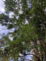 Eugenia brasiliensis