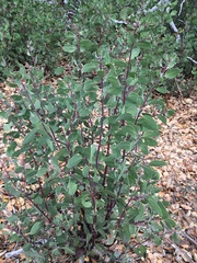 Arctostaphylos manzanita