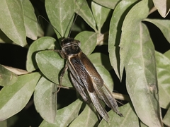 Orthoptera