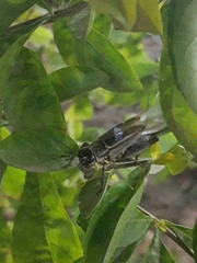 Orthoptera