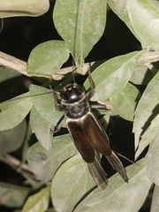 Orthoptera