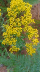 Odontarrhena muralis