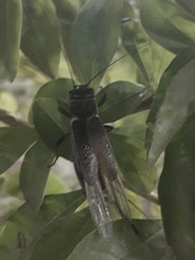 Orthoptera