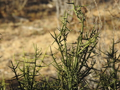 Koeberlinia spinosa